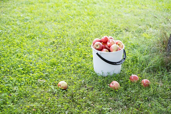 Orthex sanko ja omenoita