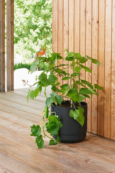 Paulina altakasteluruukku terassilla