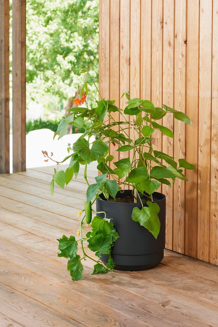 Paulina altakasteluruukku terassilla