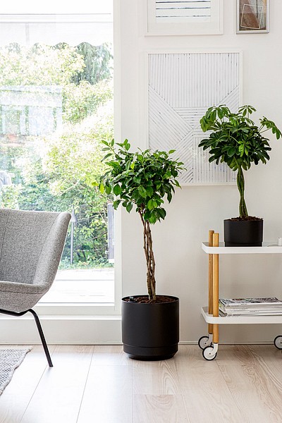 Orthex Paulina-altakasteluruukut olohuoneessa